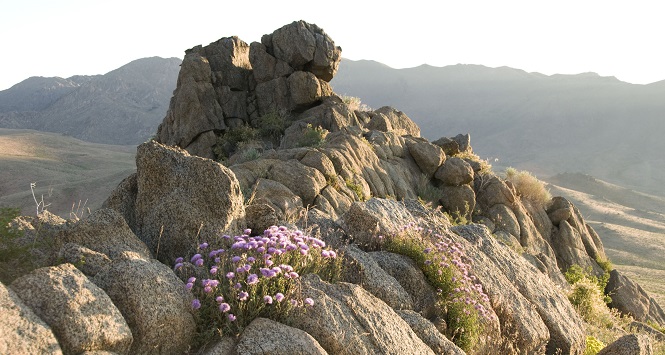 granites with wildflowers